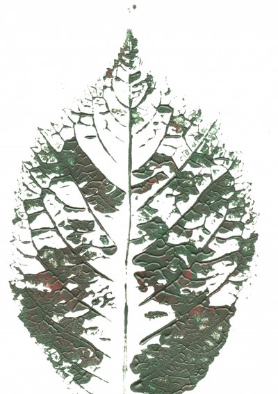 Feuille verte texturée - Maira Ribena