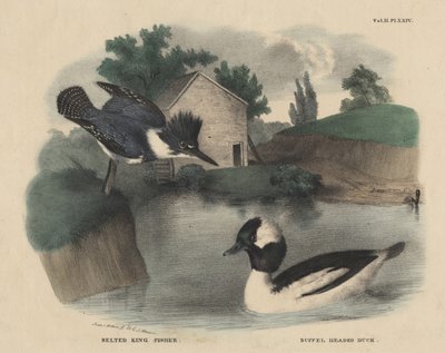 Martin-Pêcheur Ceinturé et Canard à Tête Buffle, de 