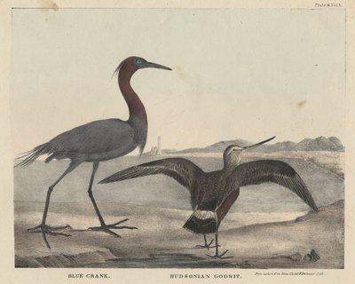 Grue bleue, Barge hudsonienne, lithographie par Childs et Inman, du 