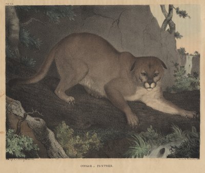 Cougar ou Panthère, de 