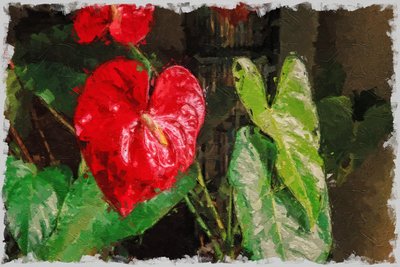 Un grand anthurium rouge en forme de cœur pour la Saint-Valentin - Mano Chandra Dhas