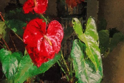 Grand anthurium rouge en forme de cœur - Mano Chandra Dhas