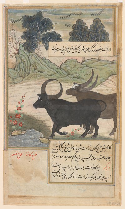 Deux taureaux bleus et deux cerfs cochons, du Baburnama - Mansur (fl.c.1590 1630)