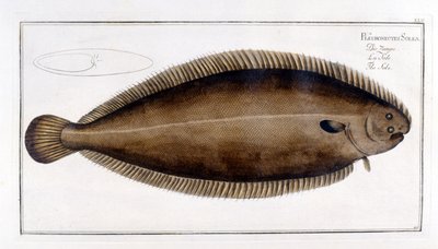 Histoire naturelle : La Sole d