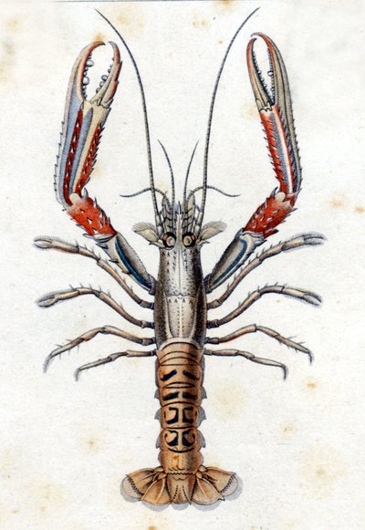 Histoire naturelle : La Langoustine d