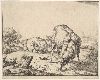 Mouton, d
