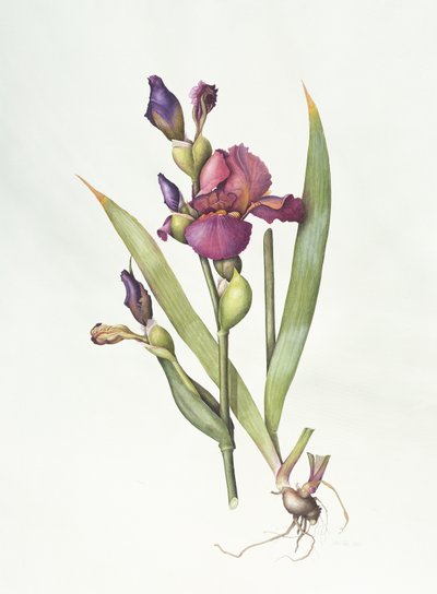 Iris - Margaret Ann Eden