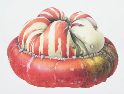 Courge Turban Turc, 1995 - Margaret Ann Eden