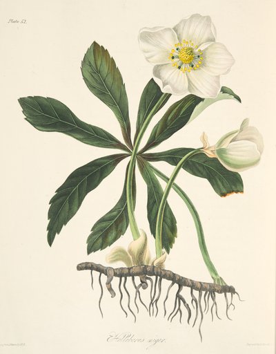 Hellébore noir ou Rose de Noël, des Illustrations florales des saisons, pub. 1829 - Margaret Roscoe