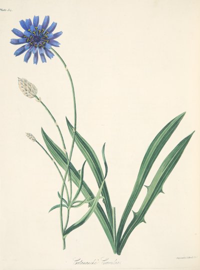Catananche bleue, des Illustrations florales des saisons, pub. 1829 - Margaret Roscoe