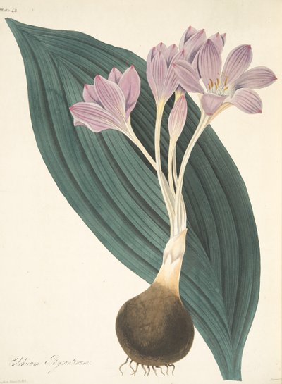 Colchique à larges feuilles, des Illustrations florales des saisons, pub. 1829 - Margaret Roscoe