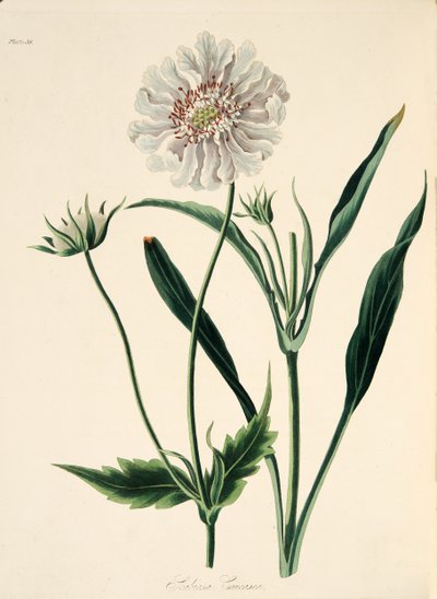Scabieuse du Caucase, des Illustrations florales des saisons, pub. 1829 - Margaret Roscoe