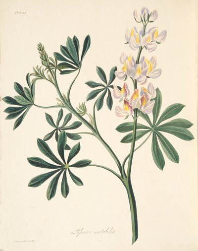 Lupin à fleurs changeantes, des Illustrations florales des saisons, pub. 1829 - Margaret Roscoe