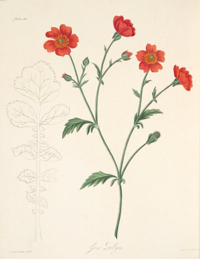 Benoîte du Chili, des Illustrations florales des saisons, pub. 1829 - Margaret Roscoe