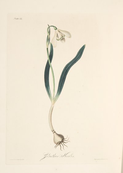 Perce-neige commun, des Illustrations florales des saisons, pub. 1829 - Margaret Roscoe