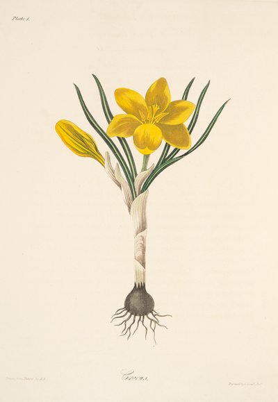 Crocus jaune commun, des Illustrations florales des saisons, pub. 1829 - Margaret Roscoe