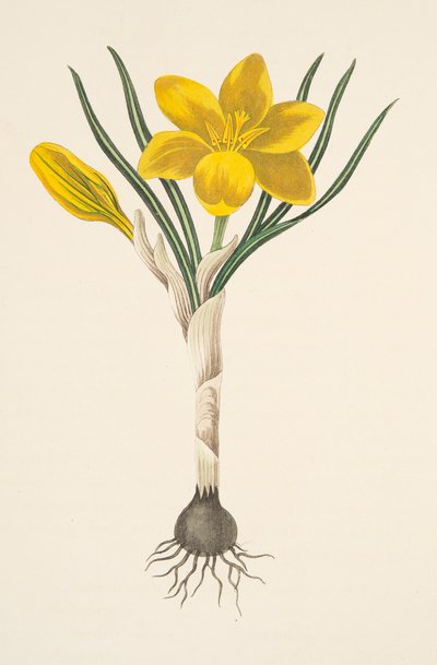 Crocus jaune commun, des Illustrations florales des saisons, pub. 1829 - Margaret Roscoe