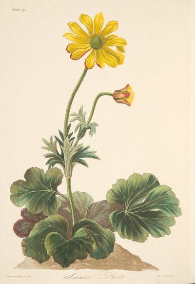 Anémone à feuilles de cyclamen, des Illustrations florales des saisons, pub. 1829 - Margaret Roscoe