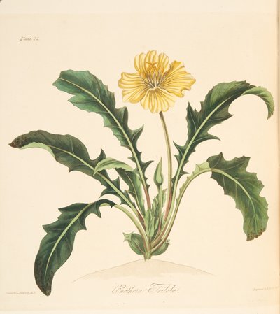 Onagre à feuilles de pissenlit, des Illustrations florales des saisons, pub. 1829 - Margaret Roscoe