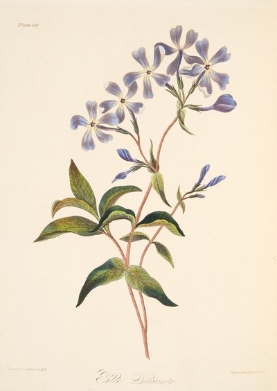 Lychnidea à floraison précoce, des Illustrations florales des saisons, pub. 1829 - Margaret Roscoe