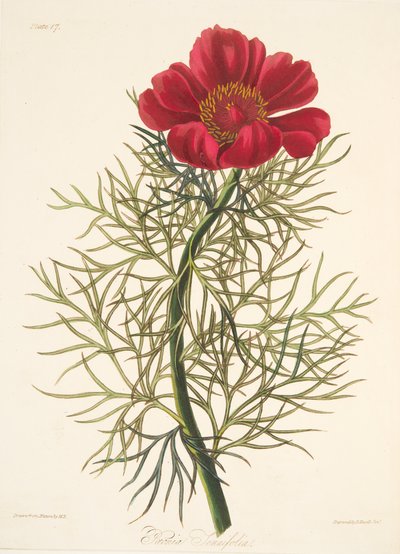 Pivoine à feuilles fines, des Illustrations florales des saisons, pub. 1829 - Margaret Roscoe