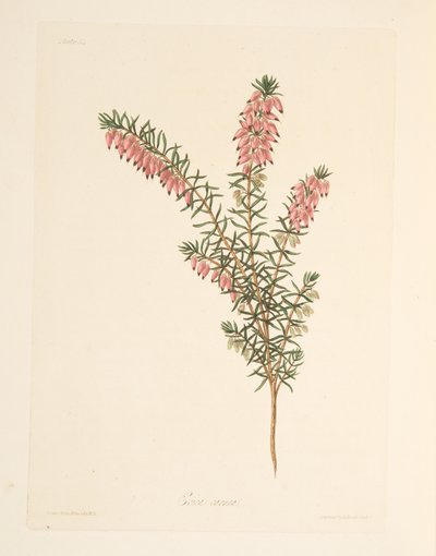 Bruyère à fleurs précoces de couleur chair, des Illustrations florales des saisons, pub. 1829 - Margaret Roscoe
