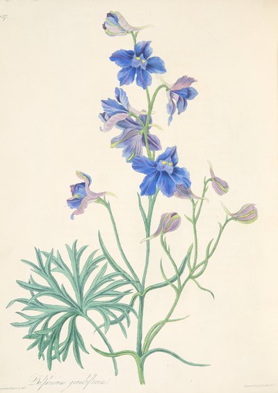 Delphinium à grandes fleurs, des Illustrations florales des saisons, pub. 1829 - Margaret Roscoe