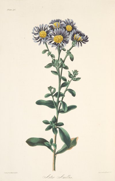 Aster italien, des Illustrations florales des saisons, pub. 1829 - Margaret Roscoe