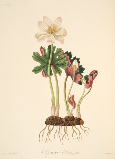 Sanguinaire à grandes fleurs, des Illustrations florales des saisons, pub. 1829 - Margaret Roscoe