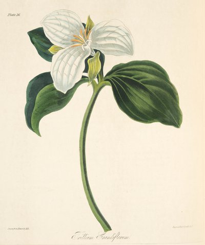 Trille à grandes fleurs, des Illustrations florales des saisons, pub. 1829 - Margaret Roscoe