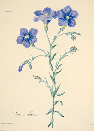 Lin de Narbonne, des Illustrations florales des saisons, pub. 1829 - Margaret Roscoe