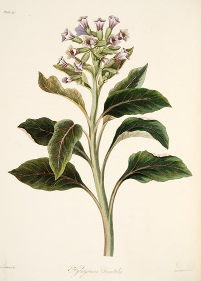 Hyoscyamus oriental, des Illustrations florales des saisons, pub. 1829 - Margaret Roscoe