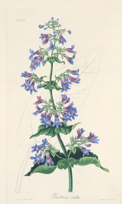 Penstémon à feuilles ovales, des Illustrations florales des saisons, pub. 1829 - Margaret Roscoe