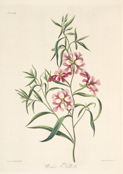 Clarkia élégante, des Illustrations florales des saisons, pub. 1829 - Margaret Roscoe