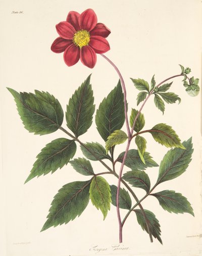 Dahlia rouge, des Illustrations florales des saisons, pub. 1829 - Margaret Roscoe