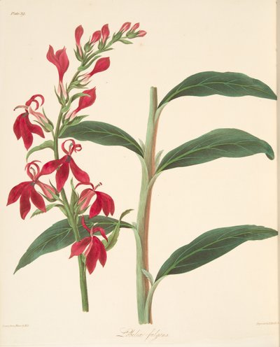 Lobélie resplendissante, des Illustrations florales des saisons, pub. 1829 - Margaret Roscoe