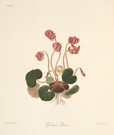 Cyclamen à feuilles rondes, des Illustrations florales des saisons, pub. 1829 - Margaret Roscoe