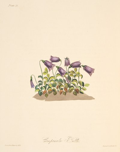 Campanule rousse, des Illustrations florales des saisons, pub. 1829 - Margaret Roscoe