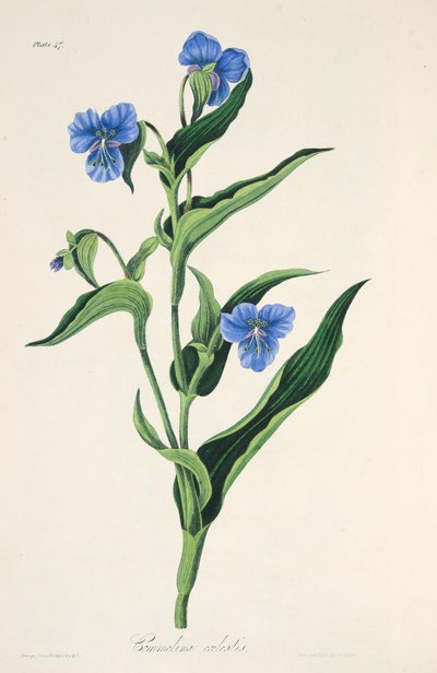 Commelina bleu ciel, des Illustrations florales des saisons, pub. 1829 - Margaret Roscoe