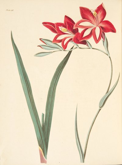 Superbe Glaïeul, des Illustrations florales des saisons, pub. 1829 - Margaret Roscoe