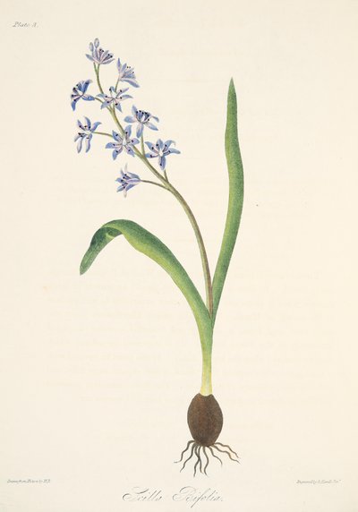 Scille à deux feuilles, des Illustrations florales des saisons, pub. 1829 - Margaret Roscoe