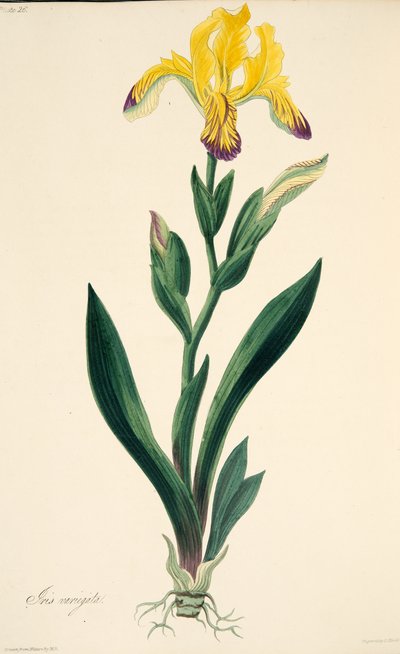 Iris panaché, des Illustrations florales des saisons, pub. 1829 - Margaret Roscoe