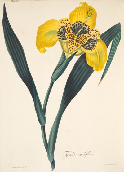 Tigridia à fleurs jaunes, des Illustrations florales des saisons, pub. 1829 - Margaret Roscoe
