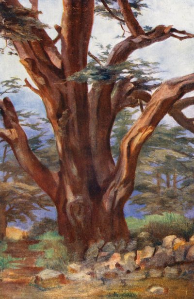 Un cèdre du Liban - Margaret Thomas