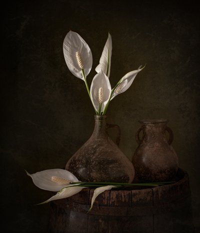 Les lis de la paix Moody - Margareth Perfoncio