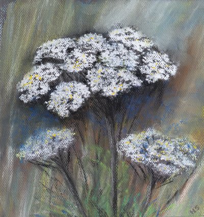Cerfeuil des bois (Anthriscus Sylvestris) - Margo Starkey