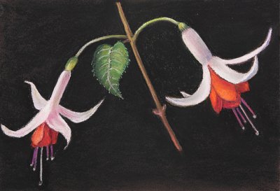 Fuchsias - Margo Starkey