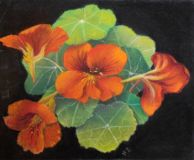 Capucines - Margo Starkey