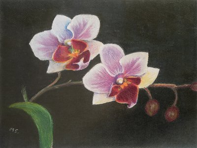 Orchidée dans ma chambre - Margo Starkey