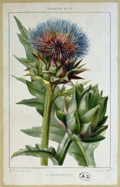 Artichaut, planche botanique, gravée par E. Fraillery - Marguerite Buret